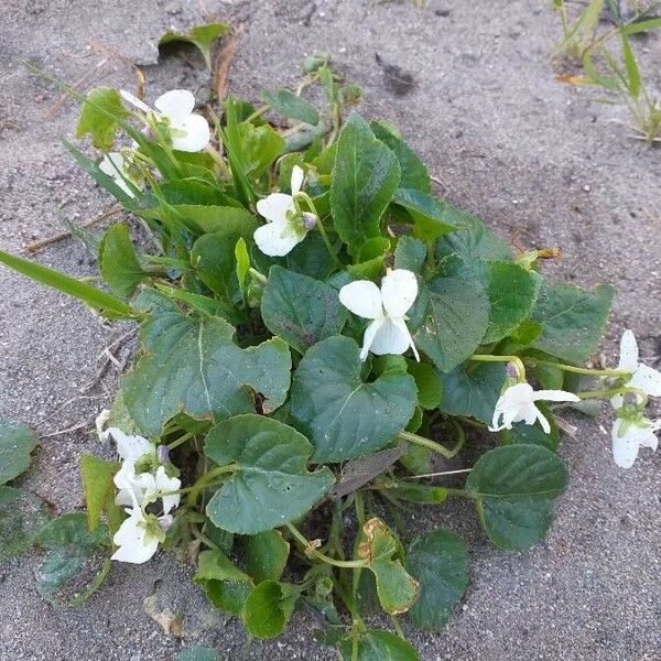 Viola alba Habit