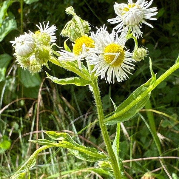 Erigeron annuus Kwiat