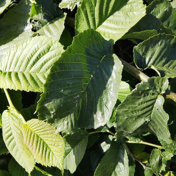 Ulmus glabra Blatt