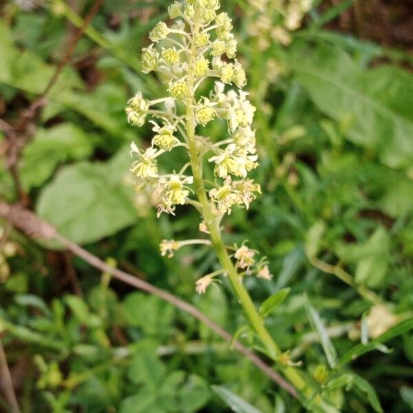 Reseda lutea Fruitua