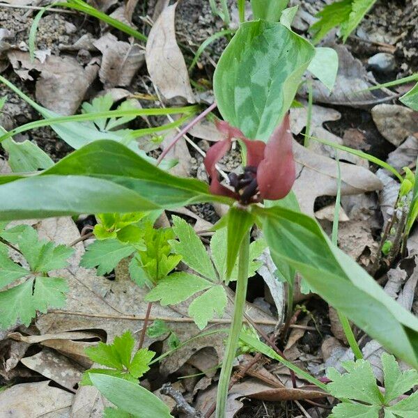 Trillium recurvatum Flower