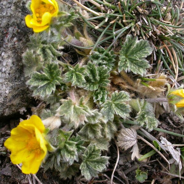Potentilla saundersiana