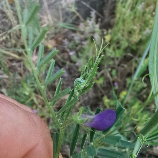 Vicia peregrina Kvet