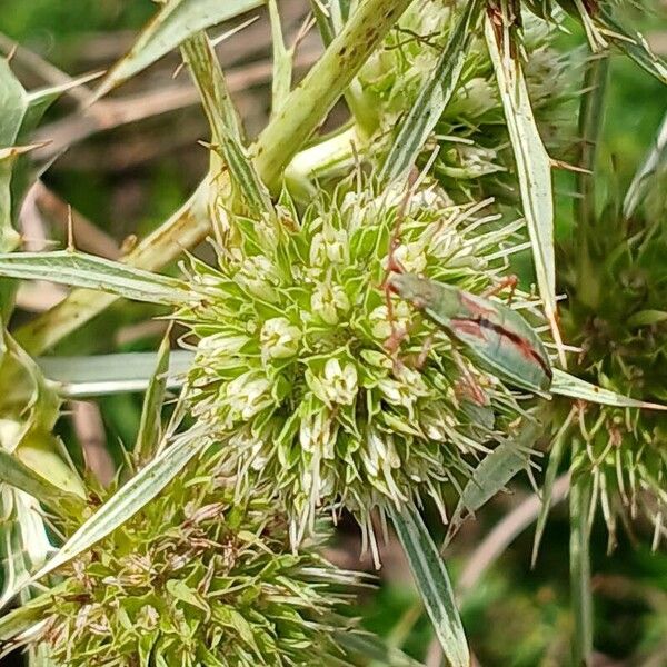 Eryngium campestre Õis