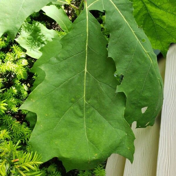 Quercus velutina Folha