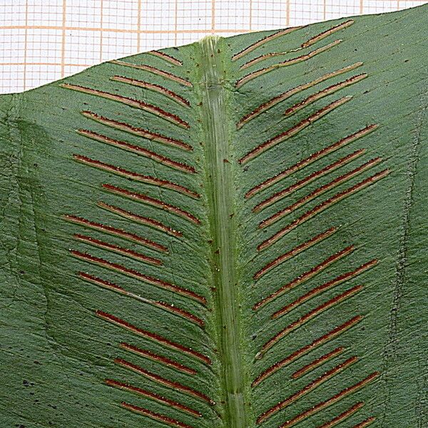 Asplenium serratum Flor