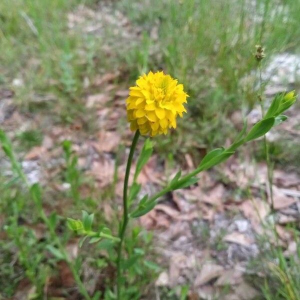 Polygala lutea Flower