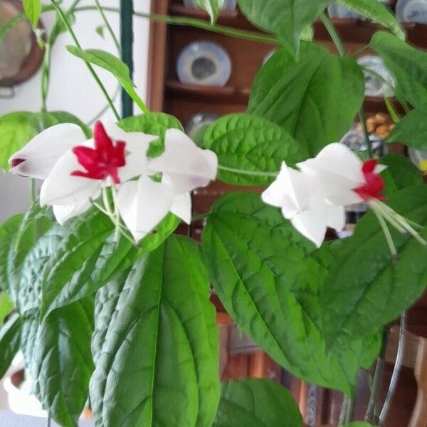 Clerodendrum thomsoniae Kvet