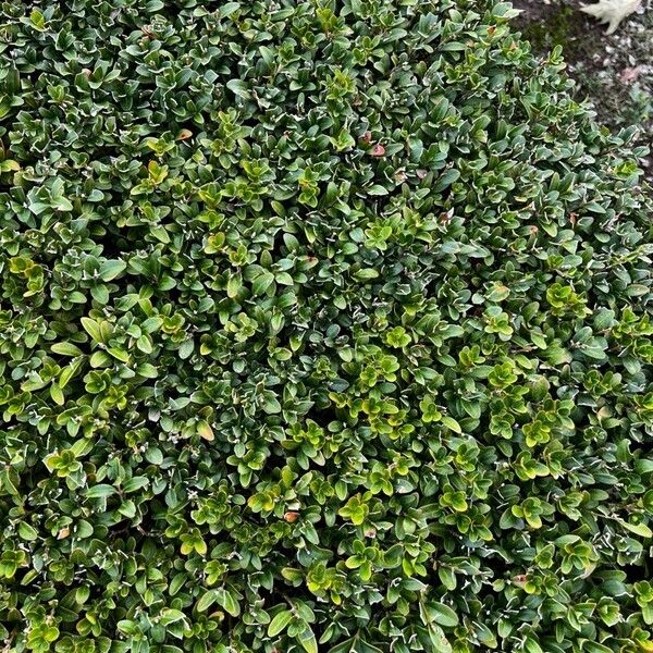 Buxus sempervirens Foglia