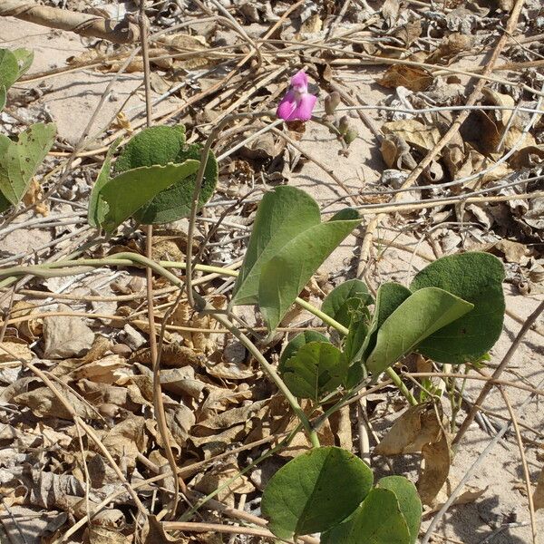 Canavalia rosea 整株植物