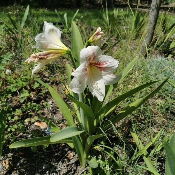 Hippeastrum reginae 花