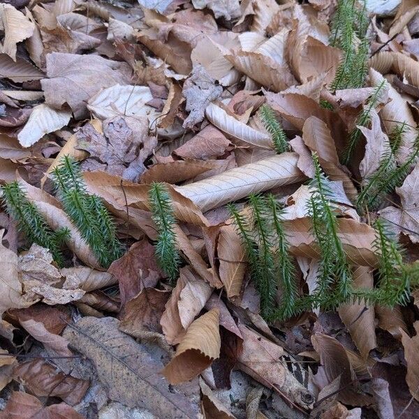 Lycopodium annotinum ഇല