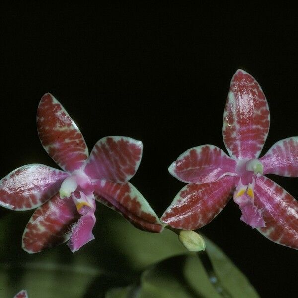 Phalaenopsis lueddemanniana Květ