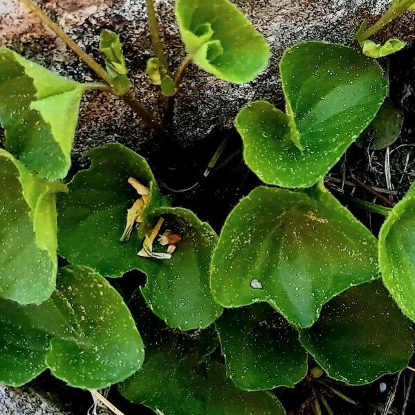 Viola biflora Lehti