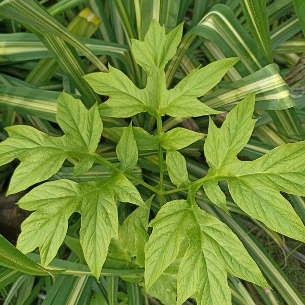 Tacca leontopetaloides পাতা