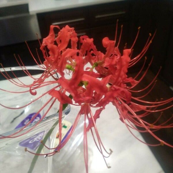 Lycoris radiata Bloem