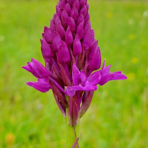 Anacamptis pyramidalis Flor