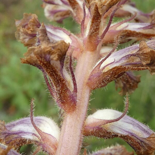 Orobanche minor Kéreg