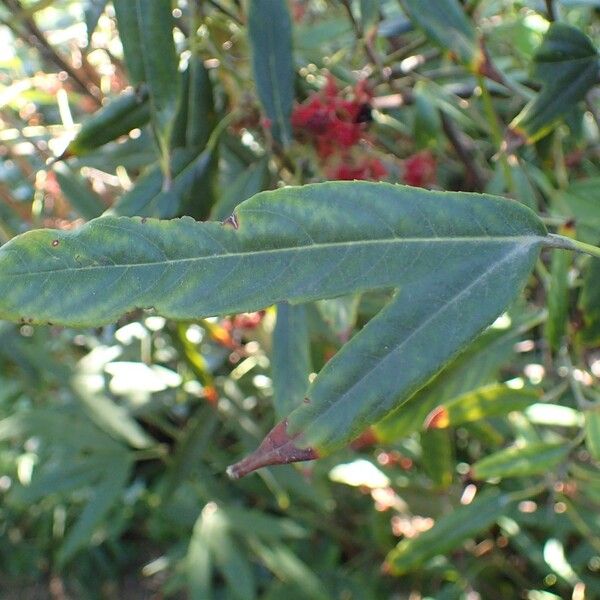 Rubus bambusarum