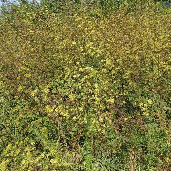 Peucedanum alsaticum Habit