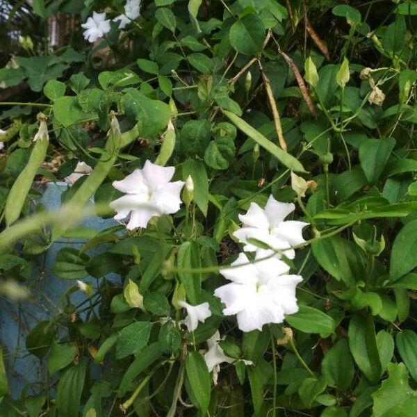 Thunbergia fragrans Žiedas