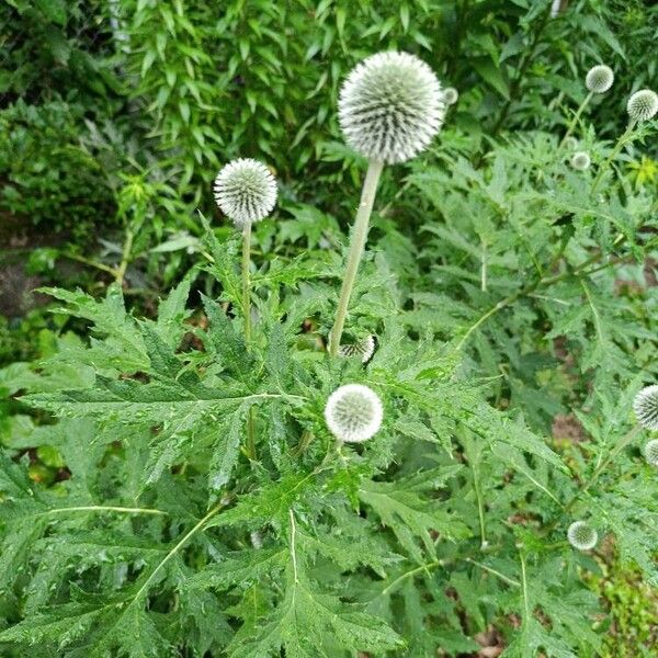 Echinops sphaerocephalus Kvet