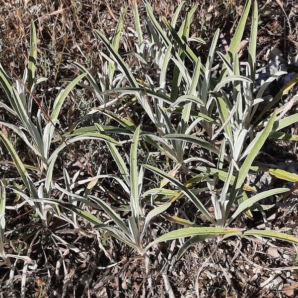 Phlomis lychnitis Habit