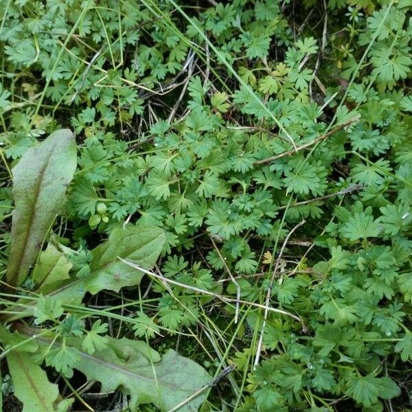 Alchemilla australis Folha