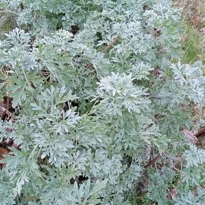 Artemisia absinthium عادت داشتن