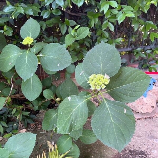 Hydrangea macrophylla Blüte