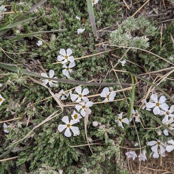 Phlox hoodii Kvet