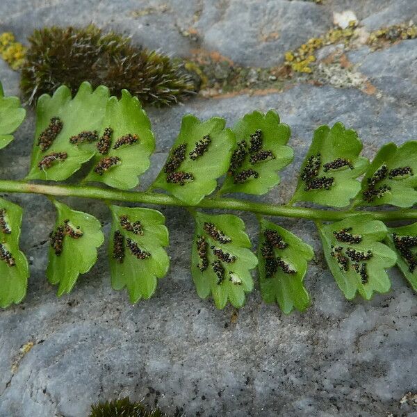 Asplenium viride ᱡᱚ