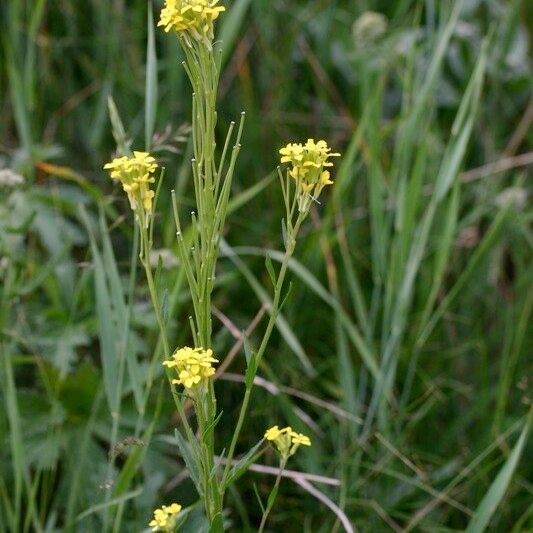 Erysimum virgatum Інше