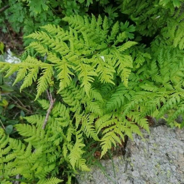 Gymnocarpium dryopteris Hábitos