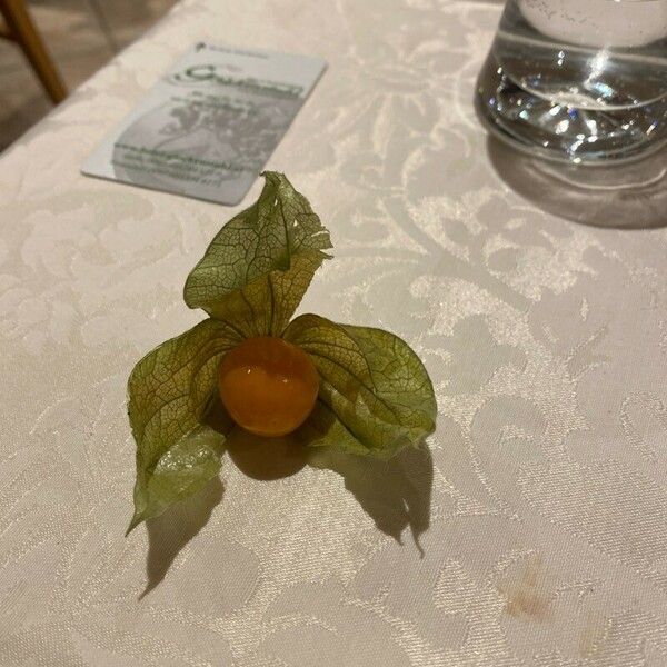 Physalis peruviana Flower