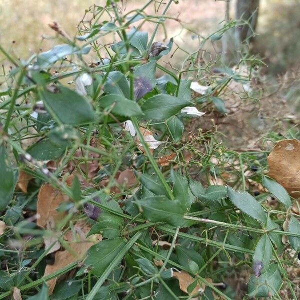 Rubia peregrina पत्ता