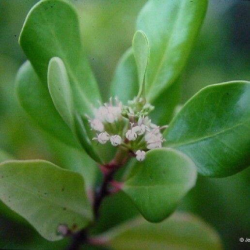 Scyphiphora hydrophylacea Квітка