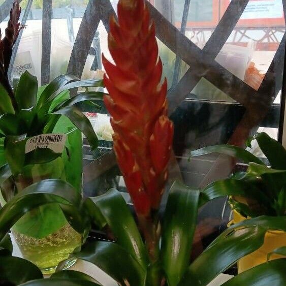 Guzmania monostachia Virág