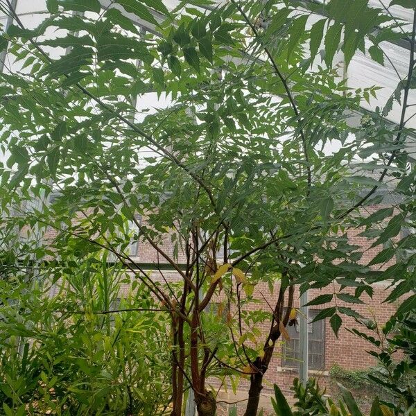 Azadirachta indica 整株植物