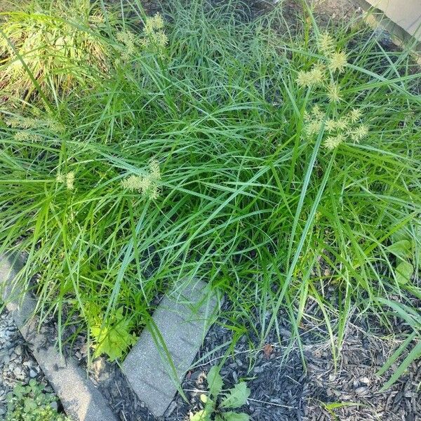 Cyperus esculentus Φύλλο