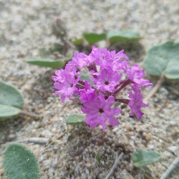 Abronia pogonantha Flower