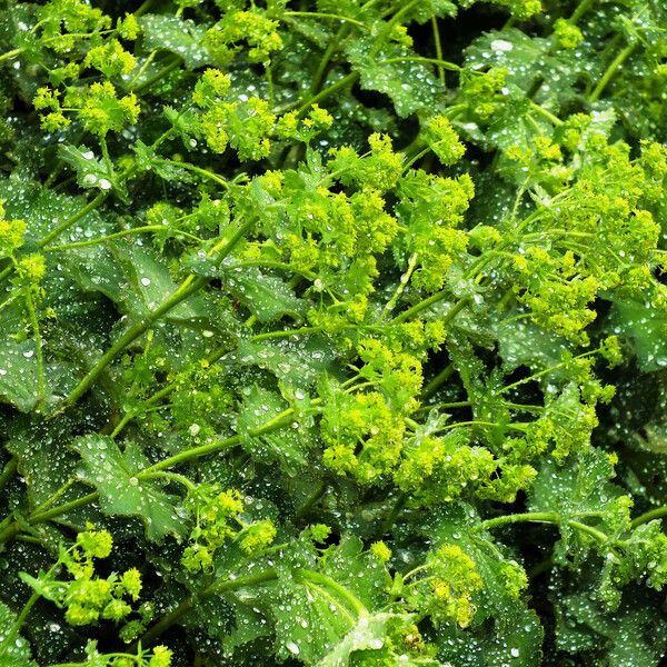 Alchemilla xanthochlora Flor