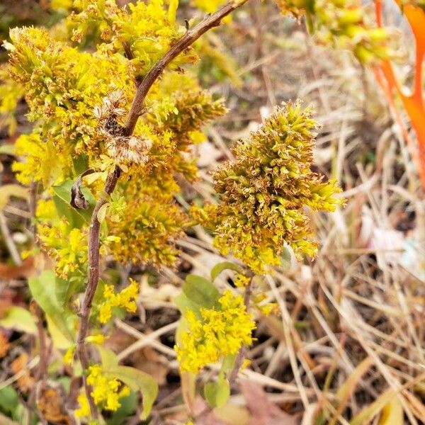 Solidago nemoralis Kvet