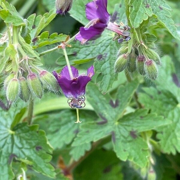 Geranium phaeum Floro