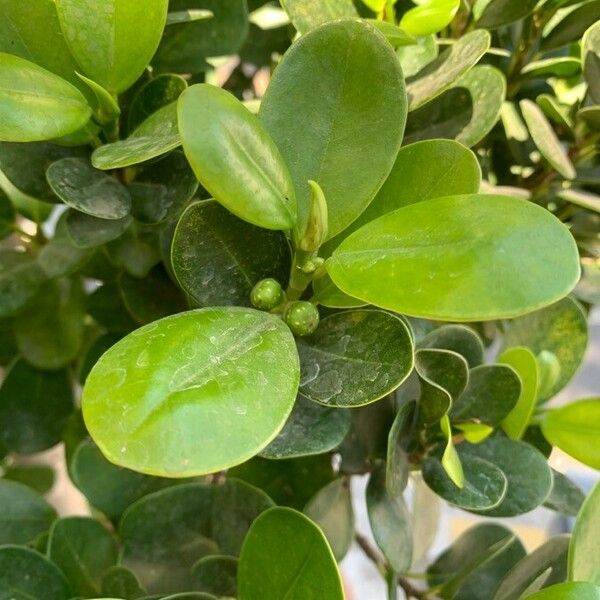 Ficus microcarpa Ffrwyth