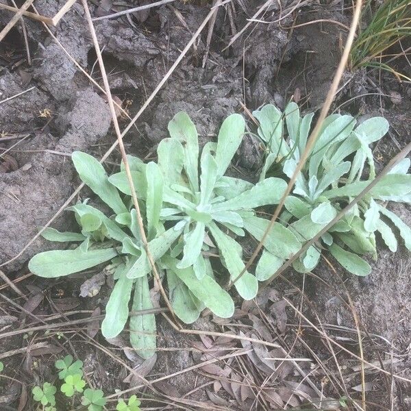 Pseudognaphalium luteoalbum Feuille