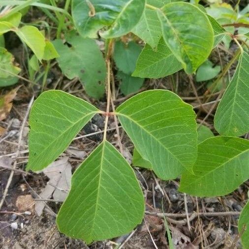 Toxicodendron rydbergii Листок