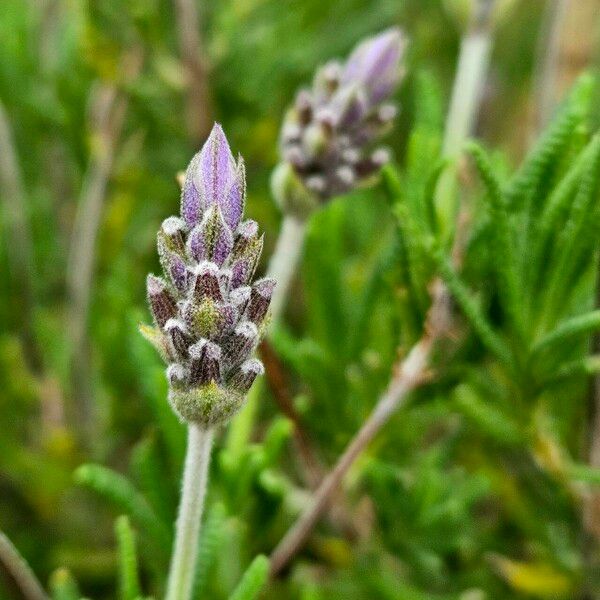 Lavandula dentata Flower