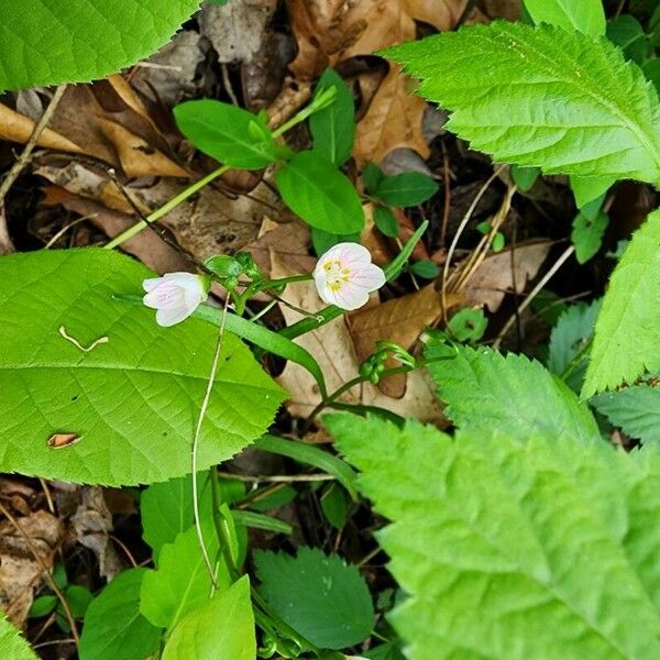 Claytonia lanceolata Fiore