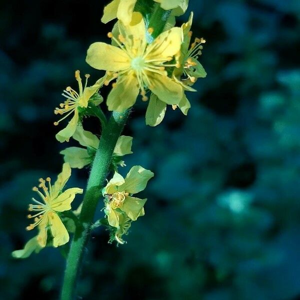 Agrimonia eupatoria Blüte